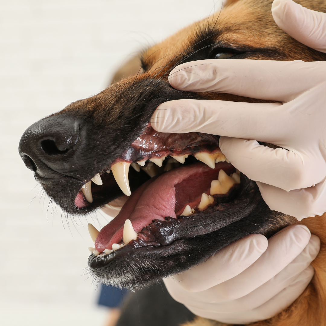 Consultation vétérinaire d’un chien à Lasne