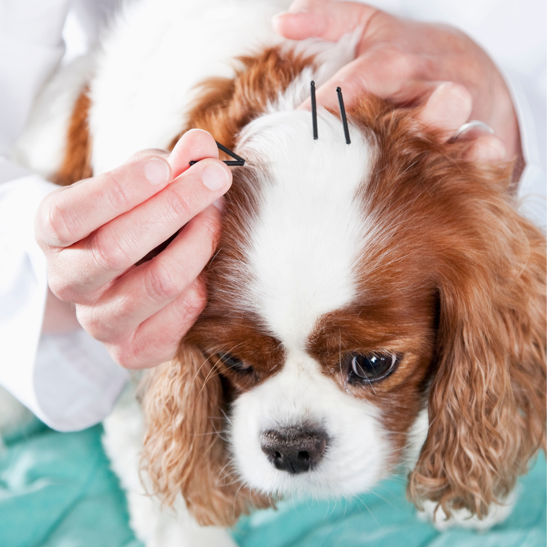 Séance d’acupuncture vétérinaire pour chien et chat