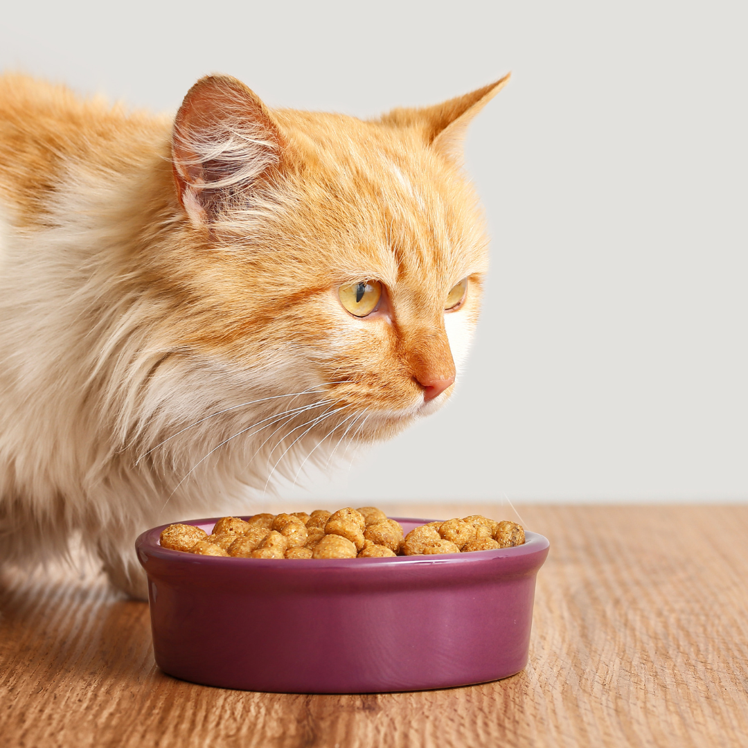 Conseil Alimentaire Chat-Chien