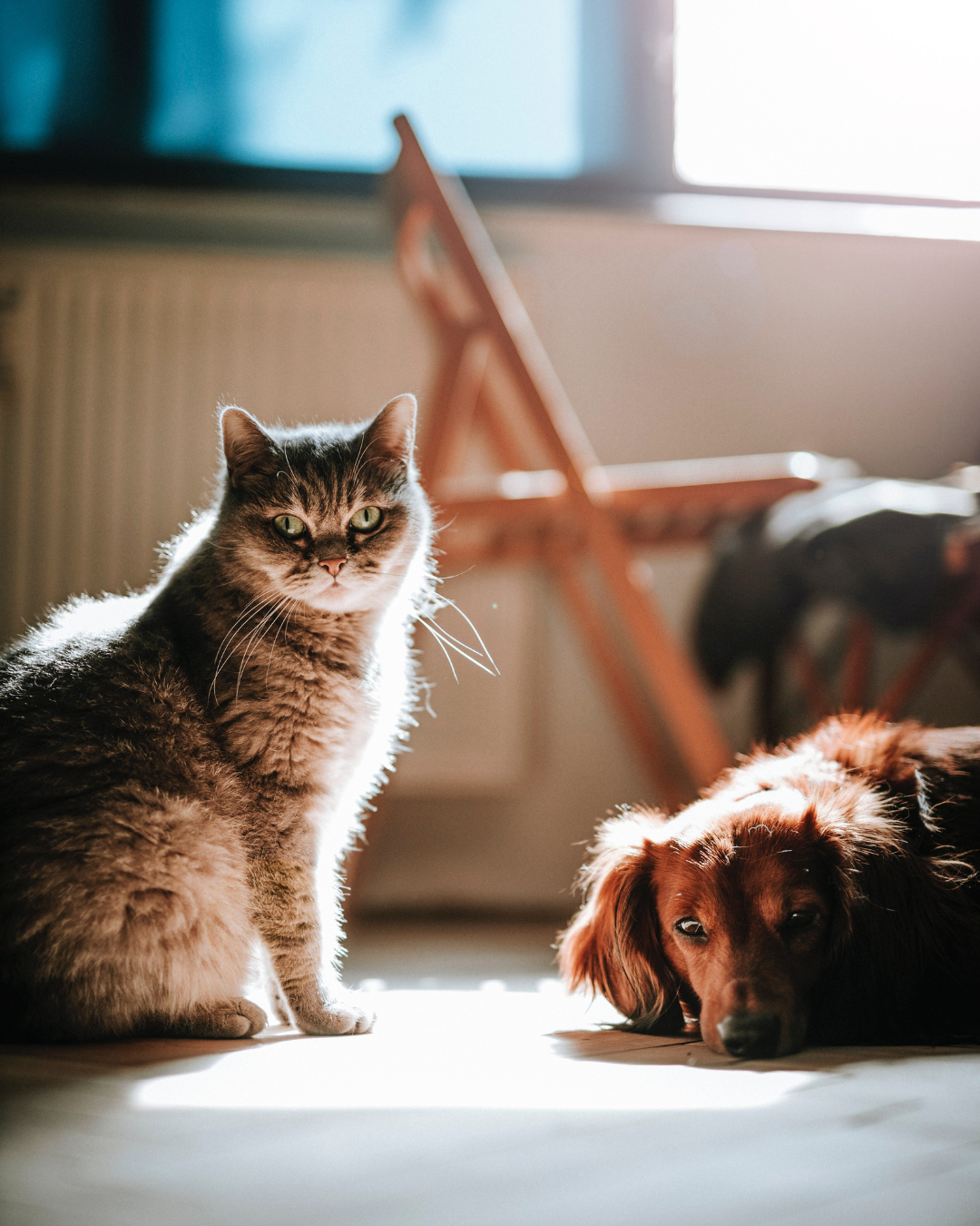 Consultation vétérinaire d’un chien et un chat à Lasne